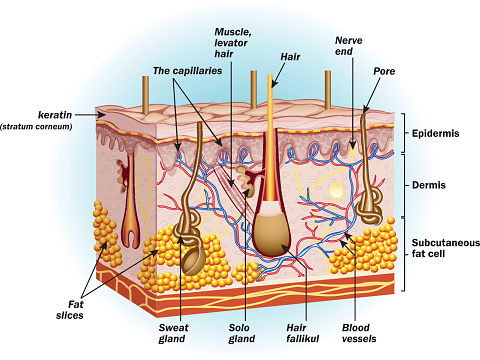 The structure of human skin cells