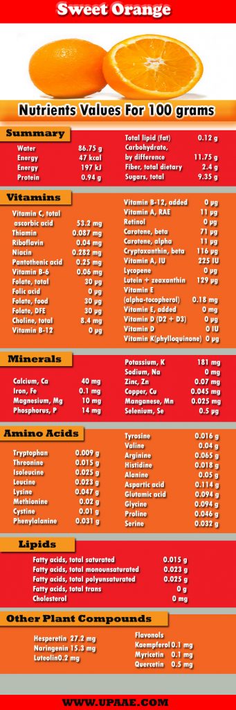 Nutrition List of Orange Infograph