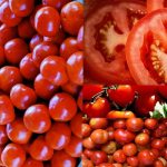 Tomato nutrition facts and health benefits