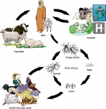 All About Congo Virus