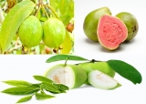 Guava Fruit Nutrition Facts and Health Benefits