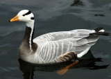 Do You Know that Birds can Survive at -10 and Below -10 Degree Fahrenheit