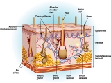 Skin Conditions and their Treatment